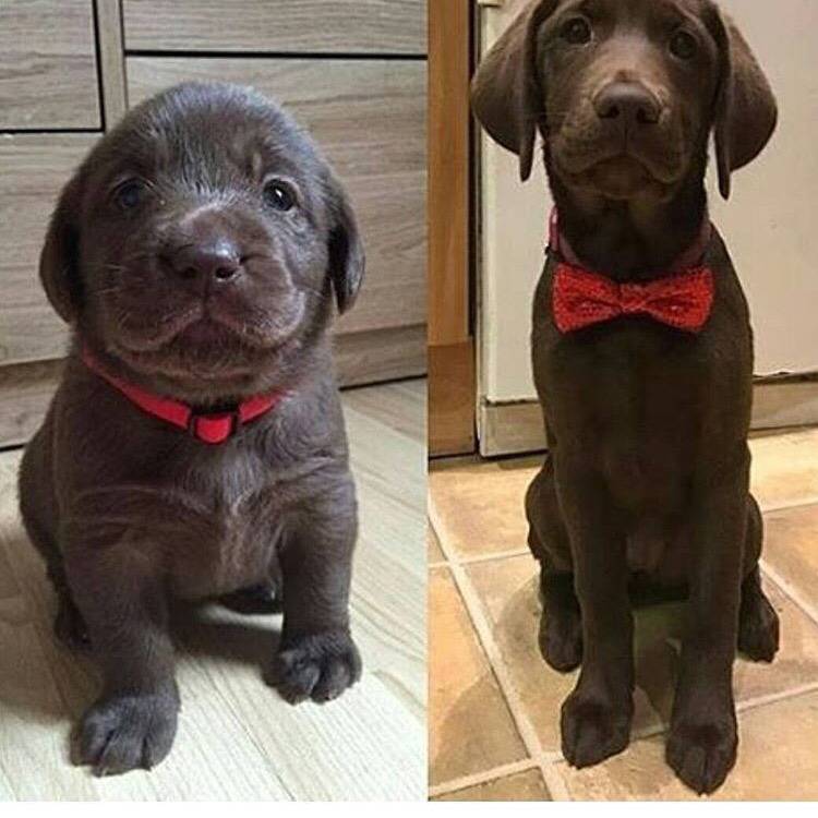 대형견의 매력❤️ (feat.성장과정) | 인스티즈