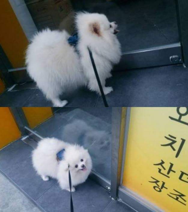 강아지가 외출만하면 김밥가게에 가는 이유.jpg | 인스티즈