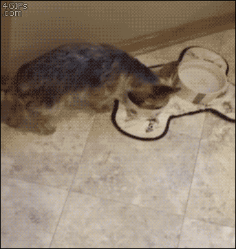 밥 먹는 멍멍이에게 간식 먹자고 해봤다 | 인스티즈