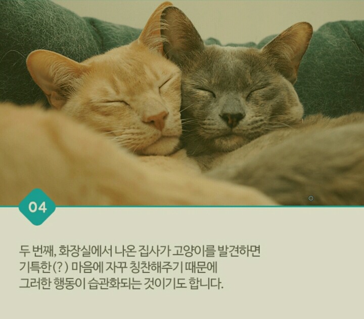 고양이가 화장실 문앞에서 기다리는 이유 | 인스티즈