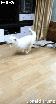 ??? : 하여간 괭이든 든 집에 들이기만해봐.gif | 인스티즈