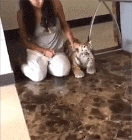 어린 호랑이 VS 성인 고양이 | 인스티즈