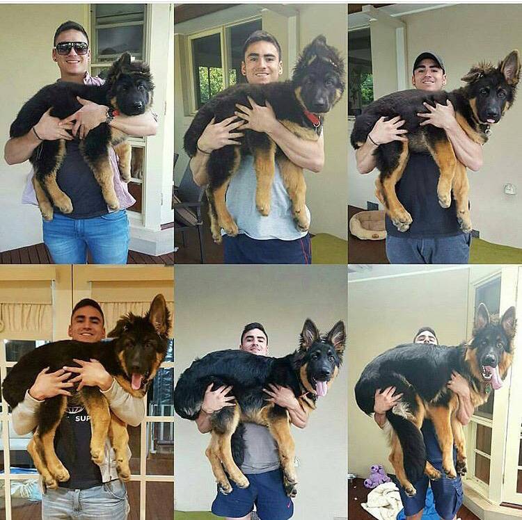 대형견의 매력❤️ (feat.성장과정) | 인스티즈