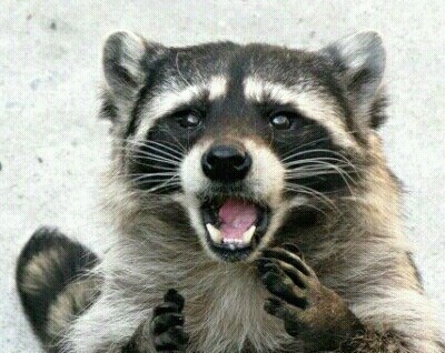 선호하는 길거리 순대 부위는?..jpg | 인스티즈