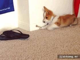 고양이 vs 강아지 | 인스티즈