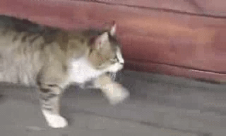 마굿간에서 자란 고양이...ㅇ＜-＜ | 인스티즈