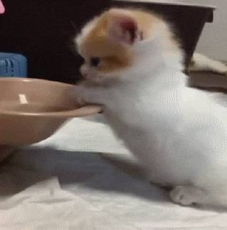 냥이랑 댕댕이 | 인스티즈