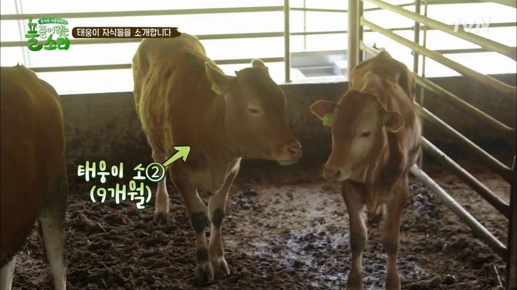 [풀뜯어먹는소리] 닭에서 시작해 소까지 살 수 있게 된 중딩농부 태웅.jpg | 인스티즈