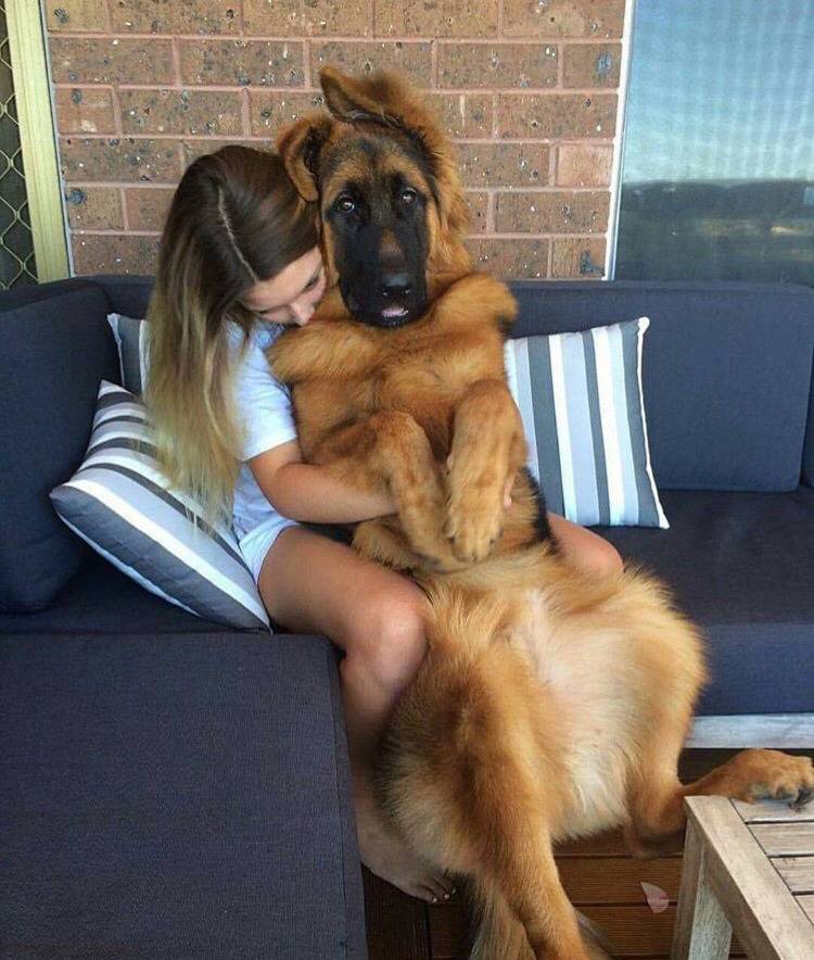 대형견의 매력❤️ (feat.성장과정) | 인스티즈