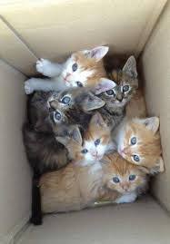 고양이들이 가지고 있는 상자 바이러스 | 인스티즈