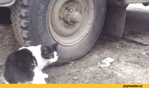 이상하다... 분명 이근처에있는데.gif | 인스티즈