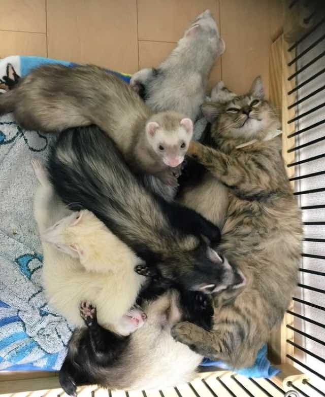 구조 되어 페릿 5마리가 있는 가정에 입양된 새끼고양이 | 인스티즈