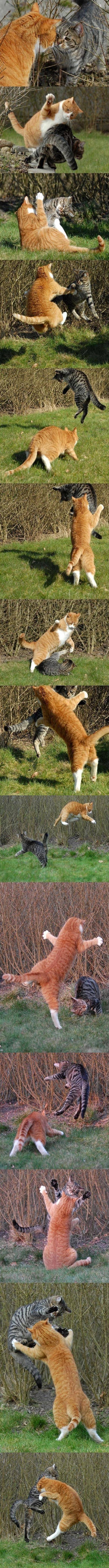 고양이의 서열싸움.jpg | 인스티즈