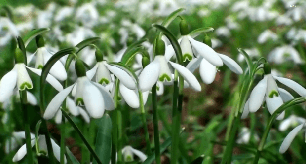 봄이 오면 볼 수 있는 모습 | 인스티즈