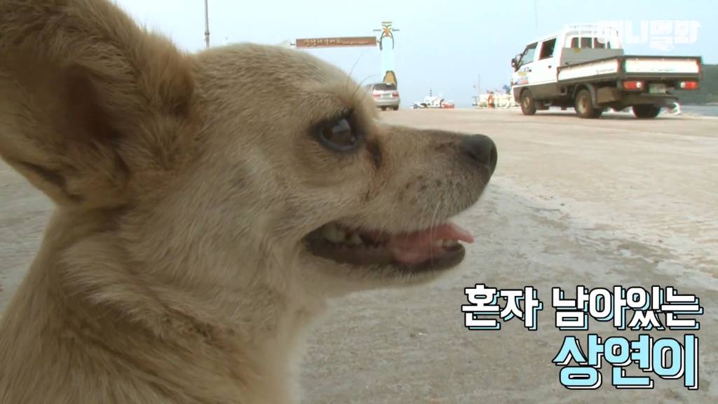 혼자 버스타고 지인 만나러 가는 강아지 상연이.jpg | 인스티즈