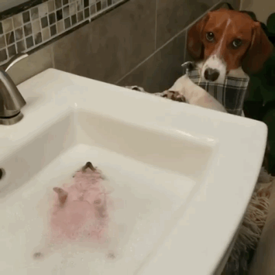 주인님 얘 죽은거같아요... | 인스티즈