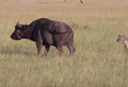 넘사벽 체급차를 무시하는 필살기 | 인스티즈