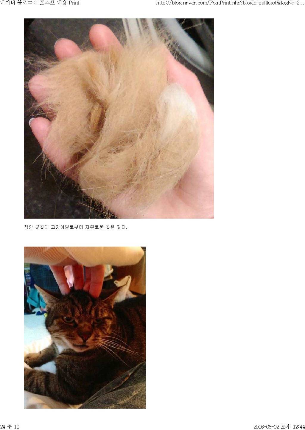 고양이와 함께 산다는것 | 인스티즈