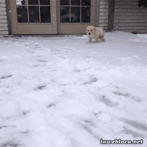 눈밭의 댕댕이.gif | 인스티즈