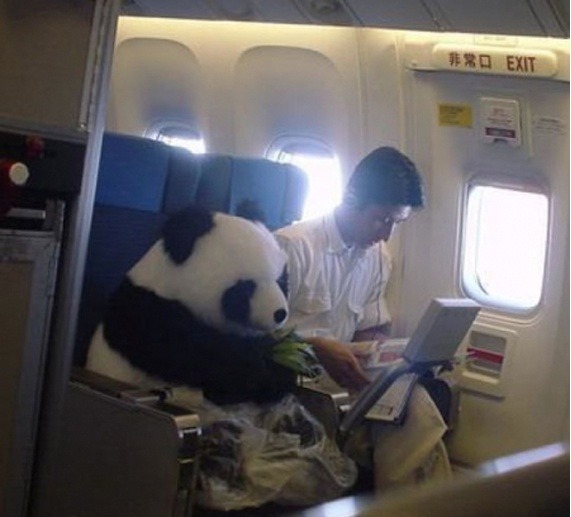 사람인척 판다의 진실 | 인스티즈