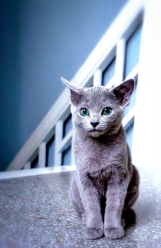 순딩이가 많고 러블리하게 생긴 고양이 러시안 블루.jpgif (줄여서도 러블인것) | 인스티즈
