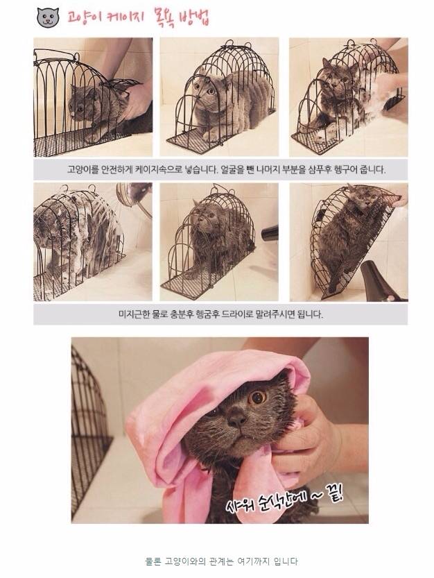 고양이 샤워를 위한 아이템 | 인스티즈