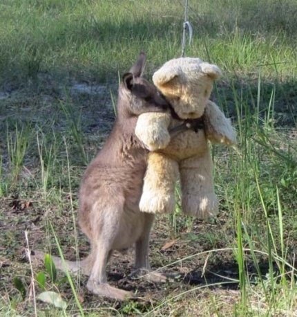 캥거루와 왈라비의 차이 | 인스티즈