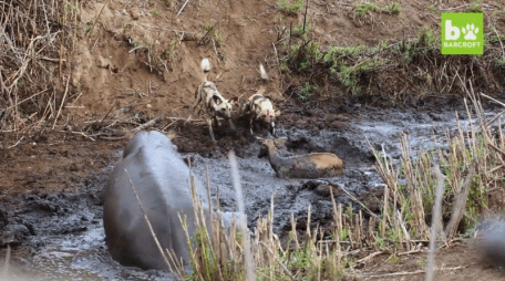 약혐) 위기에 빠진 영양을 구해주는 하마..gif | 인스티즈