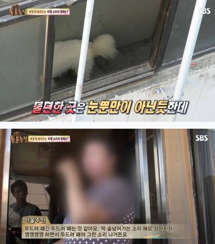 이유없는 강아지 학대 | 인스티즈