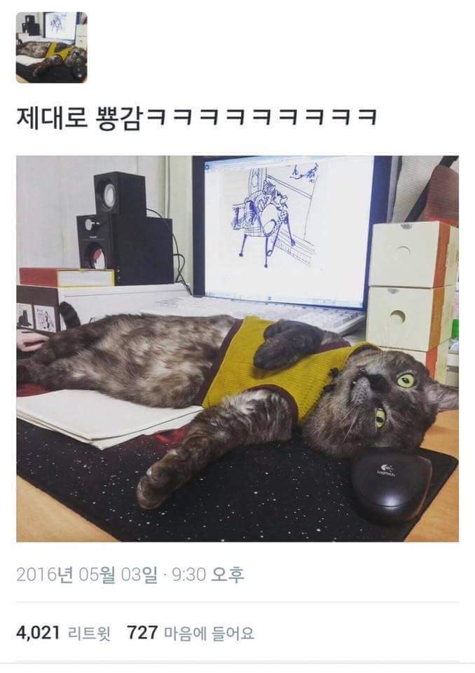 뽕파티 거하게 한 고양이.jpg | 인스티즈