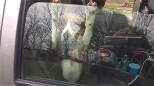 병원가는 강아지 | 인스티즈