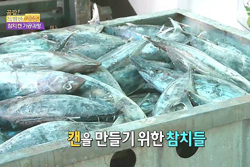 참치캔이 만들어지는 과정.jpg | 인스티즈