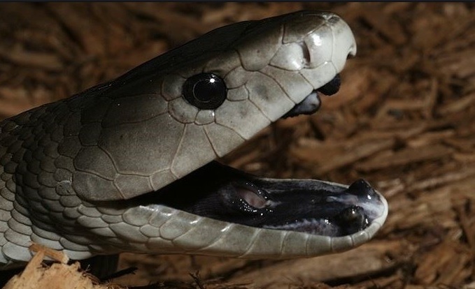 잡으면 100억줌 도전한다 vs 안한다 | 인스티즈