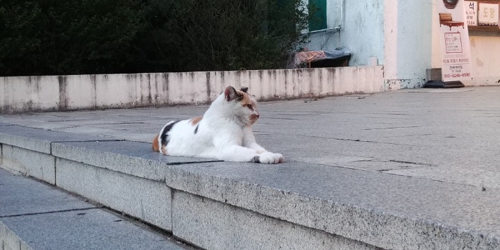 평화로운 고양이 모습.jpg | 인스티즈