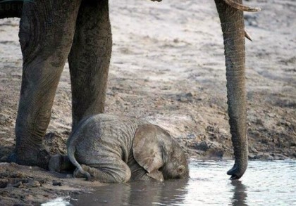 태어나긴 코끼리로태어났는데 .. 코끼리가 뭔지잘모르는듯? | 인스티즈