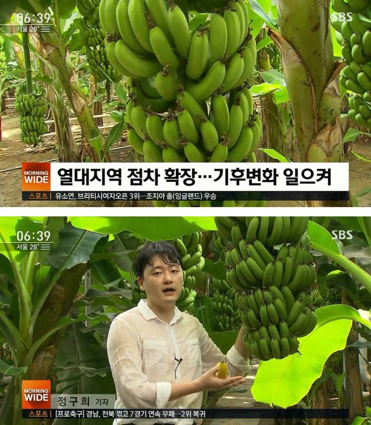 이제부터 바나나도 한국에서 | 인스티즈