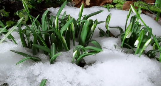 봄이 오면 볼 수 있는 모습 | 인스티즈