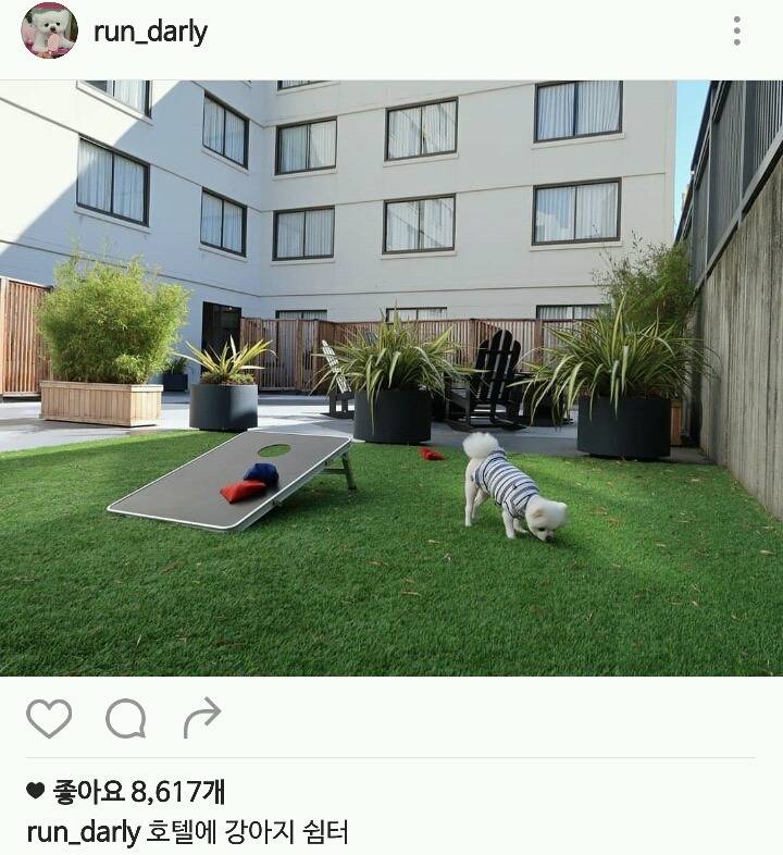 오늘자 달리로 보는, 견주 입장에서의 서양권 부러운 문화 중 하나.jpg | 인스티즈