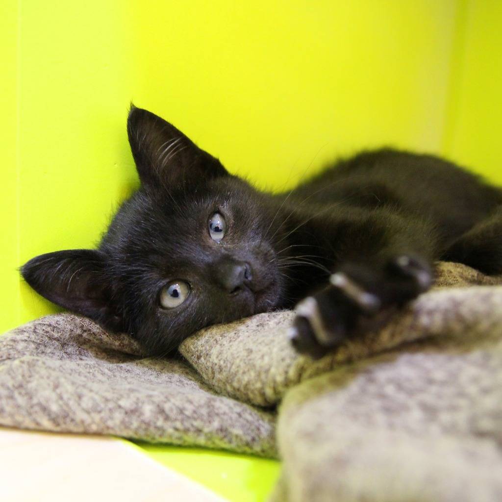 우리 깜둥이보고 가시죠ㅎ | 인스티즈