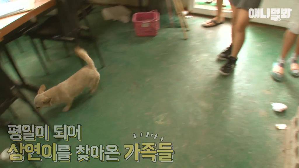 혼자 버스타고 지인 만나러 가는 강아지 상연이.jpg | 인스티즈