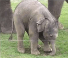태어나긴 코끼리로태어났는데 .. 코끼리가 뭔지잘모르는듯? | 인스티즈
