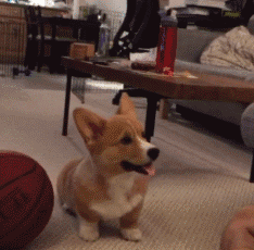 댕댕이랑 하이파이브 하기.gif | 인스티즈