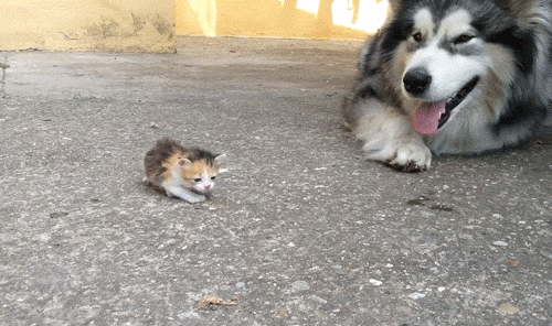 아깽이야...어떡하지...gif | 인스티즈