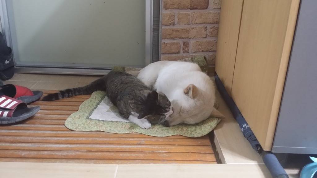 유난히 사이좋은 고양이와 개.jpg | 인스티즈