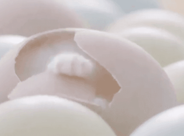 고양이 탄생의 비밀 | 인스티즈