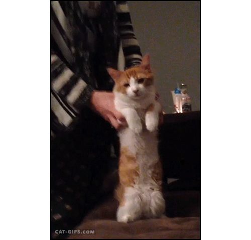 고양이의 놀라운 신체구조.gif | 인스티즈