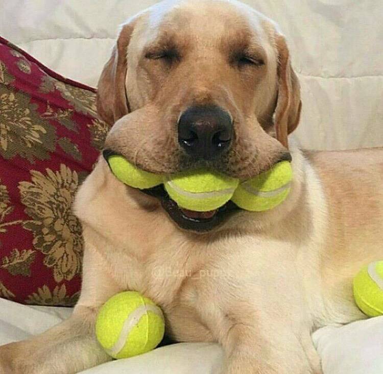 대형견의 매력❤️ (feat.성장과정) | 인스티즈