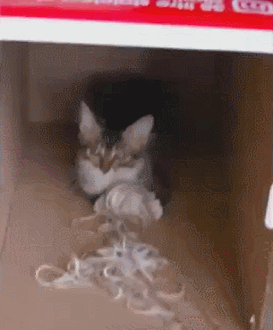 고양이들이 가지고 있는 상자 바이러스 | 인스티즈