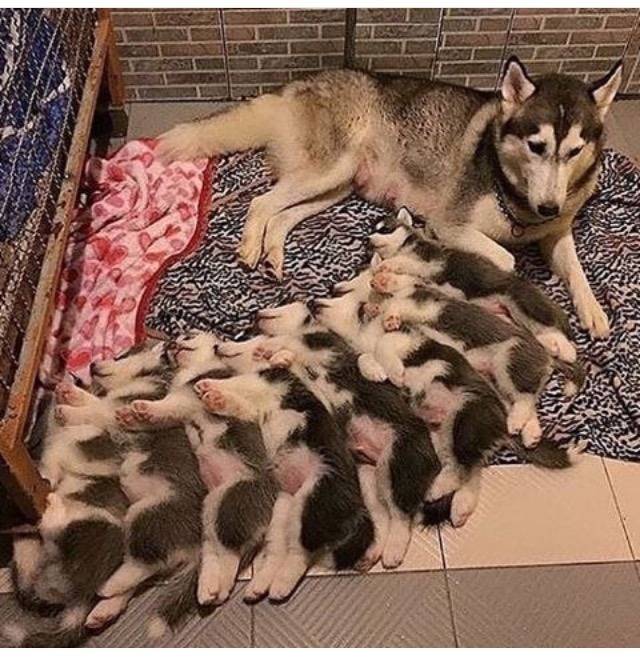 너무 많이 낳음 | 인스티즈