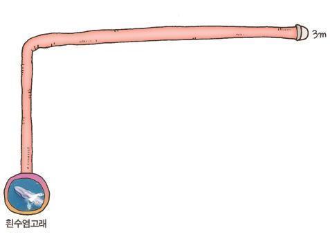 동물 성기 크기비교 | 인스티즈